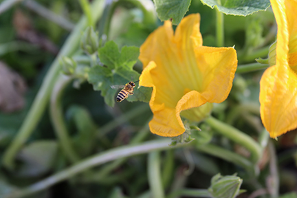 A flower with a bee flying