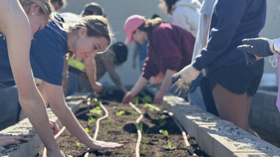 Baylor students planting in Baylor Community Garden