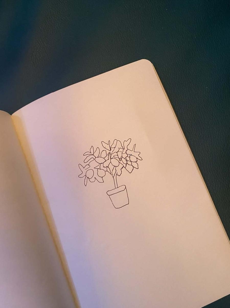 drawing of potted flowers