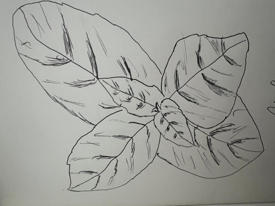 illustration of a basil plant
