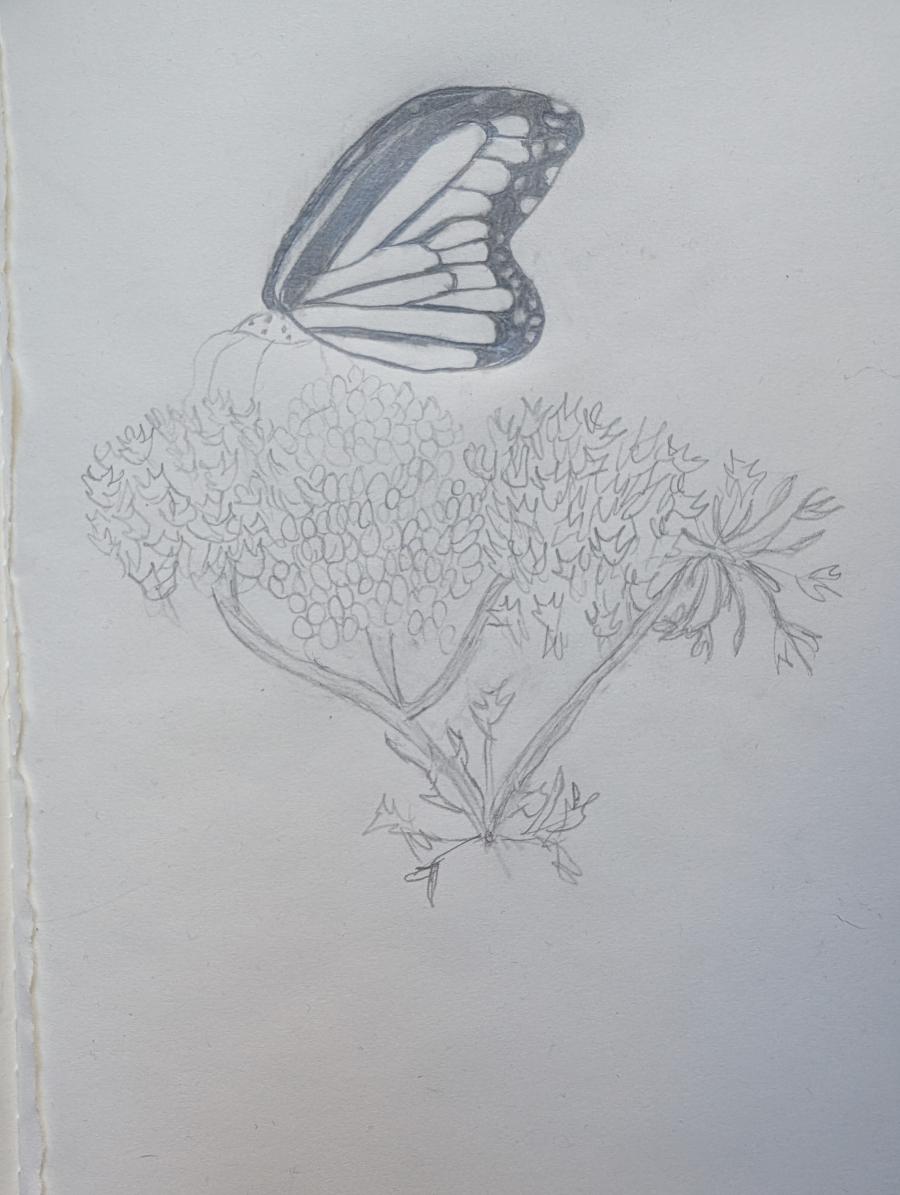 butterfly on flowers