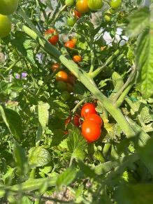 Tomatoes 