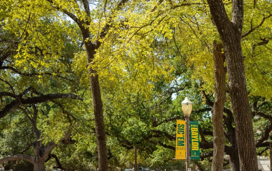 Campus trees